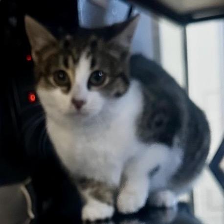 Milo, Adoptable, Young Male Domestic Short Hair.