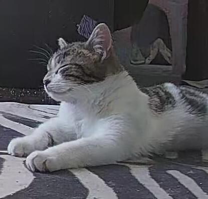 Cranberry Sauce (24-315 C), Adoptable, Young Female Domestic Short Hair.