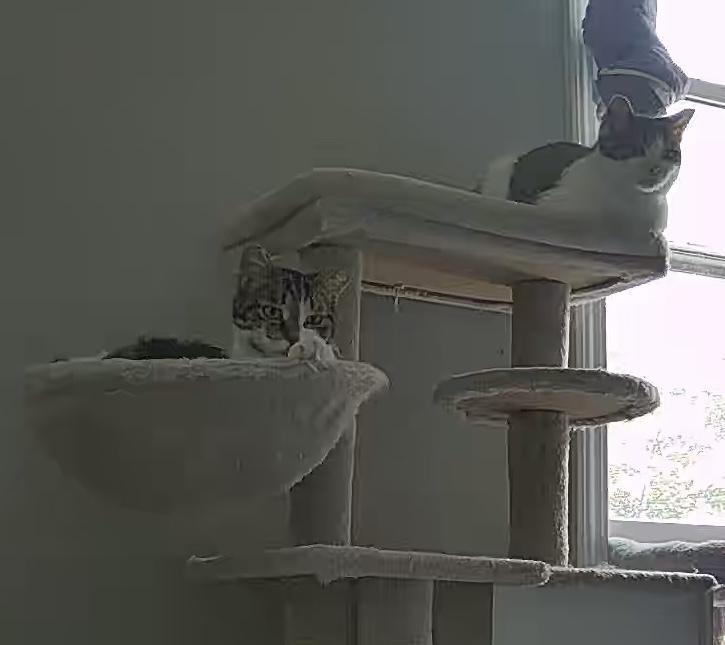 Cranberry Sauce (24-315 C), a Adoptable Domestic Short Hair in Lansing, MI image 2/5