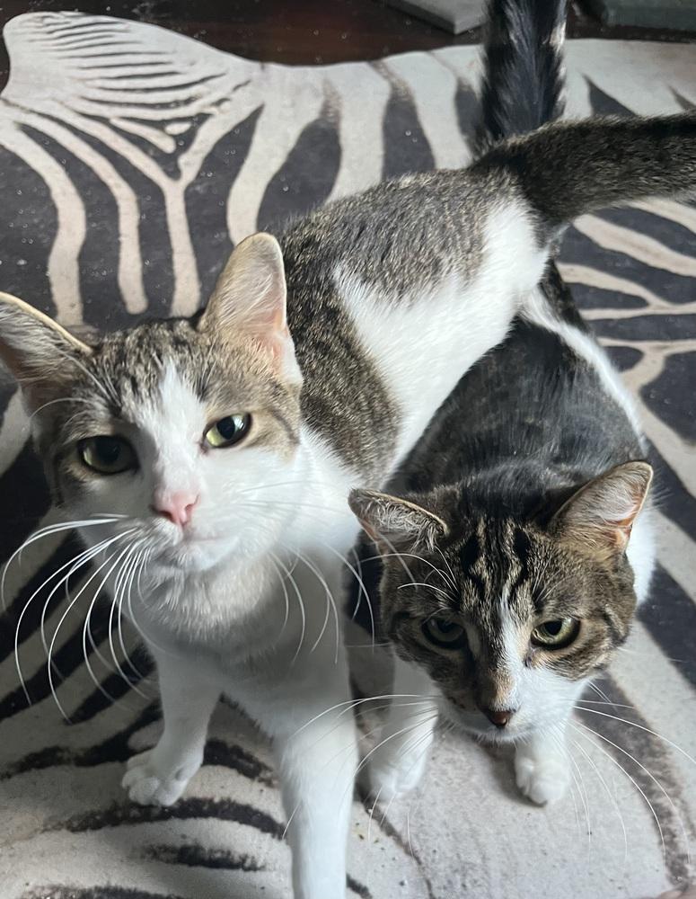 Cranberry Sauce (24-315 C), a Adoptable Domestic Short Hair in Lansing, MI image 3/5