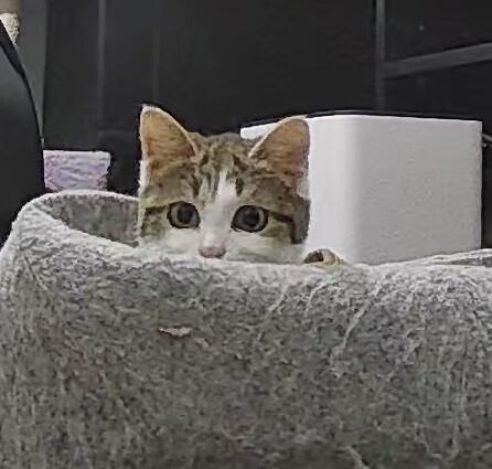 Cranberry Sauce (24-315 C), a Adoptable Domestic Short Hair in Lansing, MI image 4/5