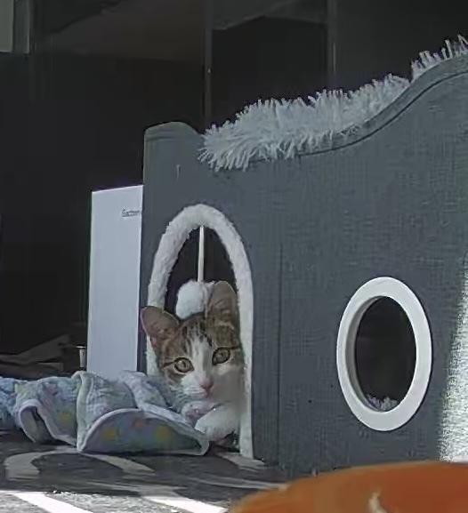 Cranberry Sauce (24-315 C), a Adoptable Domestic Short Hair in Lansing, MI image 5/5