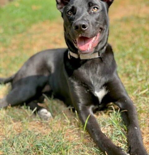 Enlarge Pepper, a Adoptable mixed breed in Broken Arrow, OK image 1/5