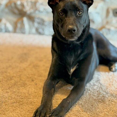 Enlarge Pepper, a Adoptable mixed breed in Broken Arrow, OK image 2/5