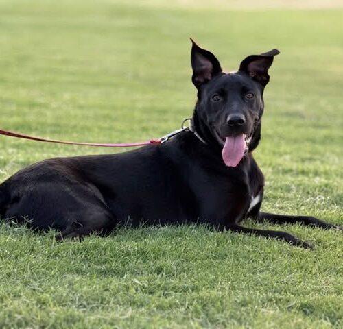 Enlarge Pepper, a Adoptable mixed breed in Broken Arrow, OK image 3/5