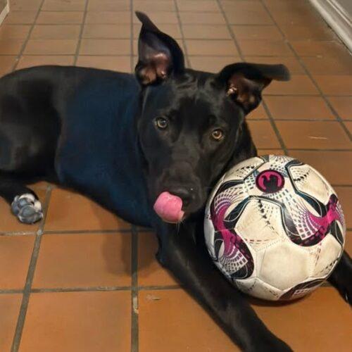 Enlarge Pepper, a Adoptable mixed breed in Broken Arrow, OK image 4/5