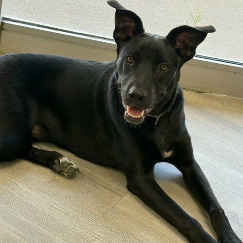Enlarge Pepper, a Adoptable mixed breed in Broken Arrow, OK image 5/5