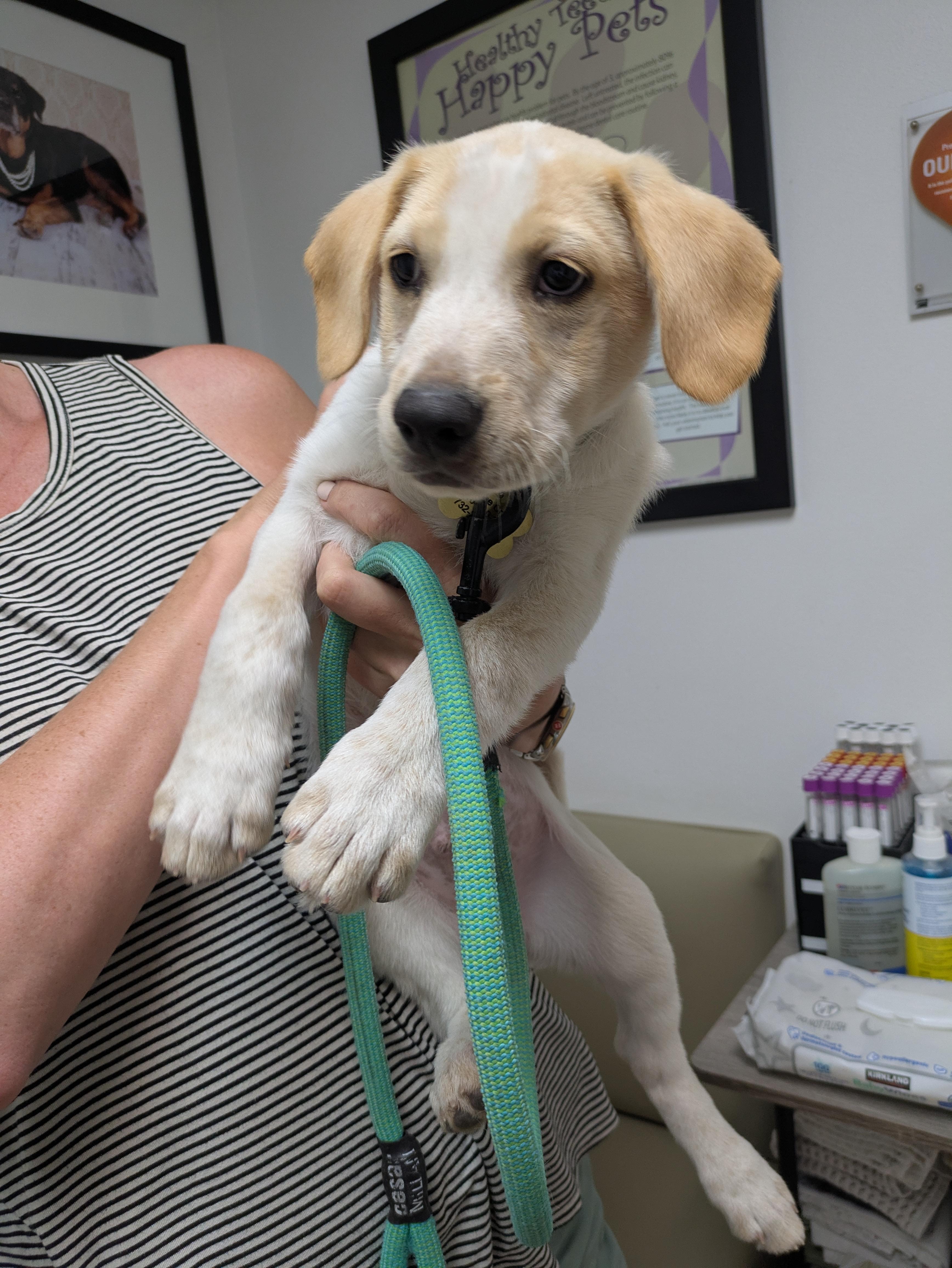 Chance, Adopted, Puppy Male Labrador Retriever & Retriever.