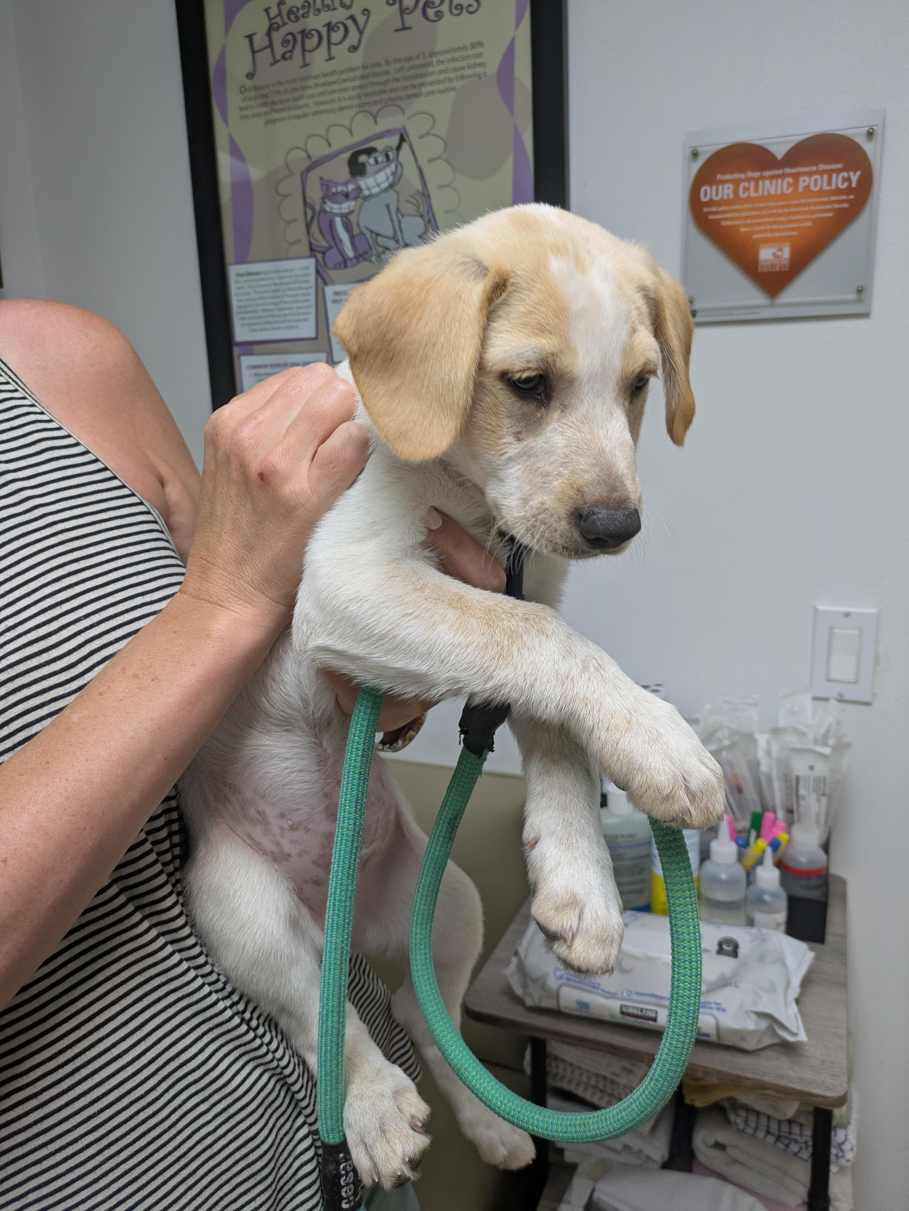 Enlarge Chance, a Adopted mixed breed in Los Angeles, CA image 3/4