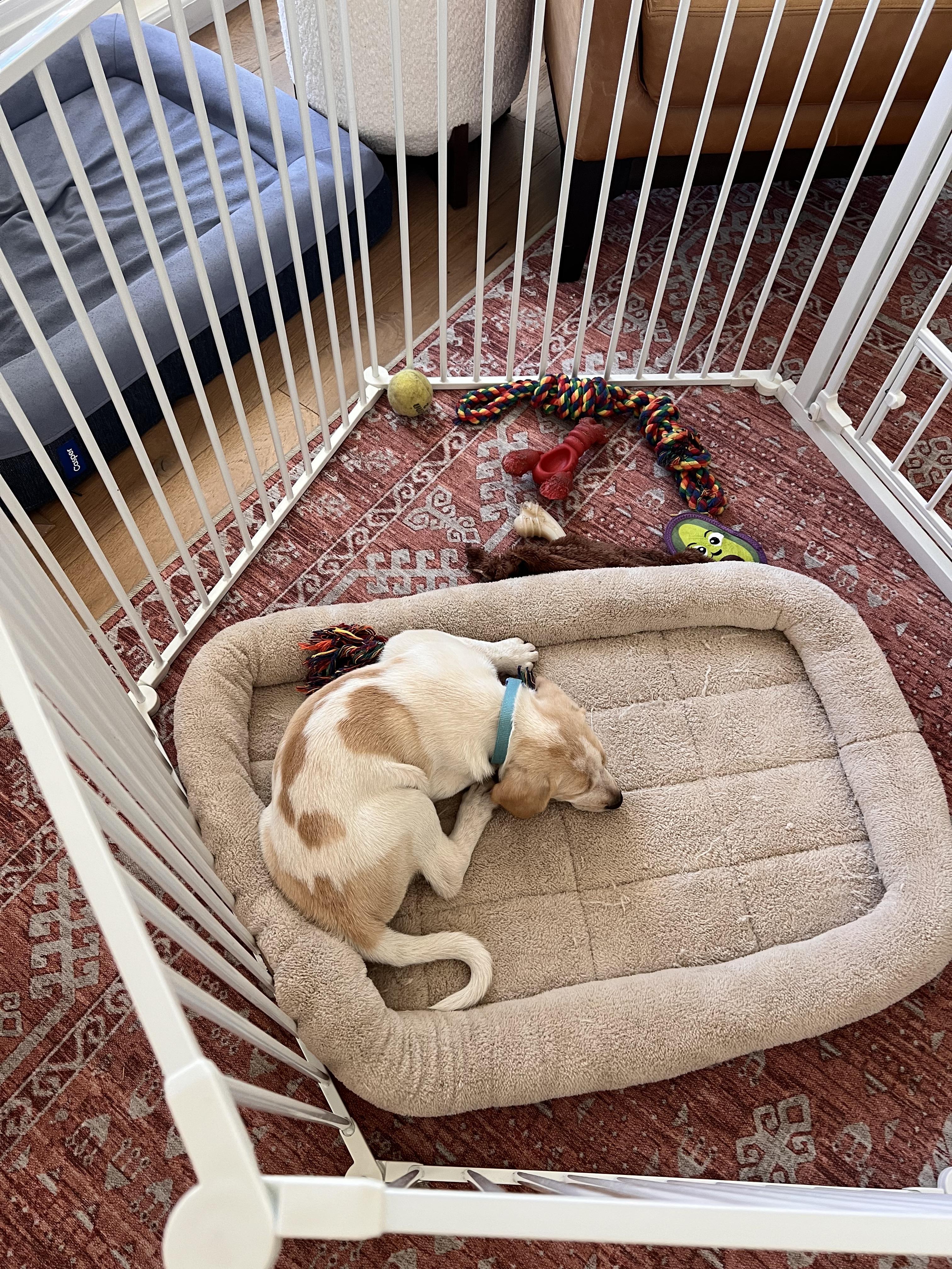 Enlarge Chance, a Adopted mixed breed in Los Angeles, CA image 2/4