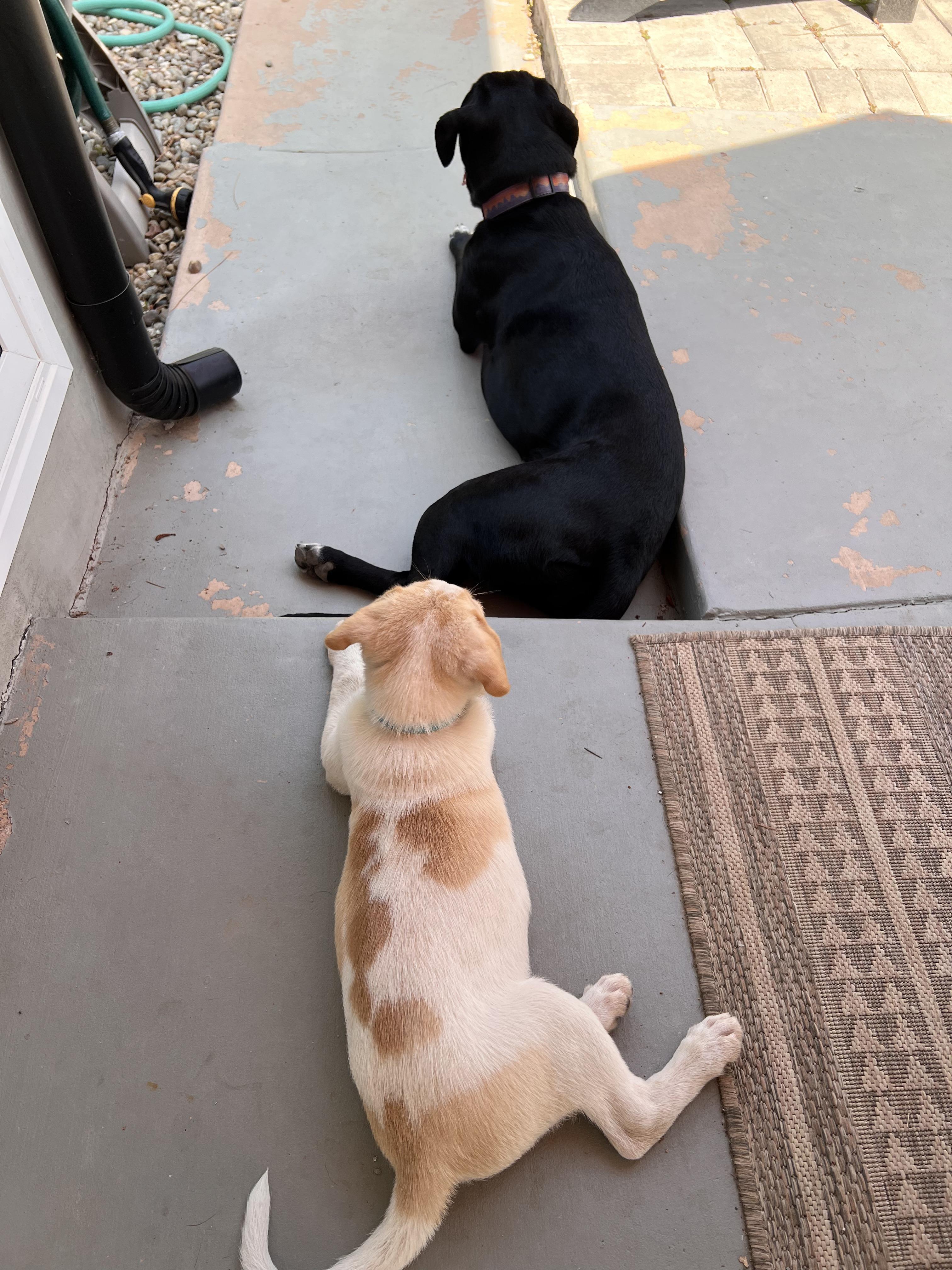 Enlarge Chance, a Adopted mixed breed in Los Angeles, CA image 4/4