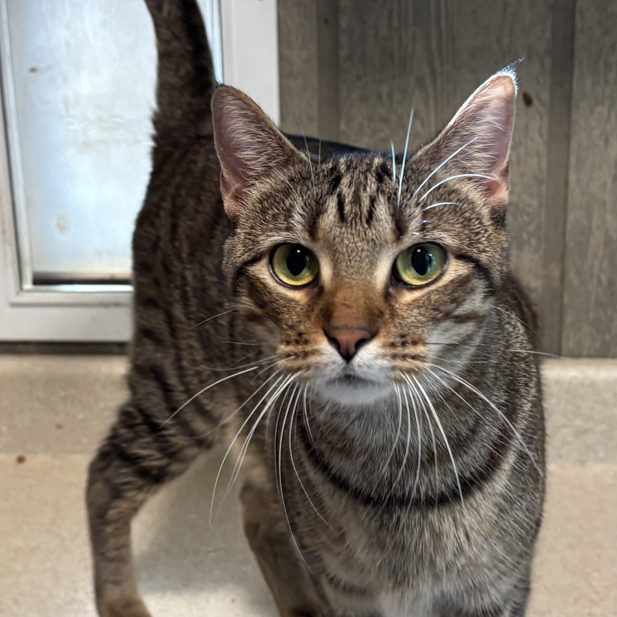 Himalaya, a Adoptable Domestic Short Hair in Murphysboro, IL image 1/4