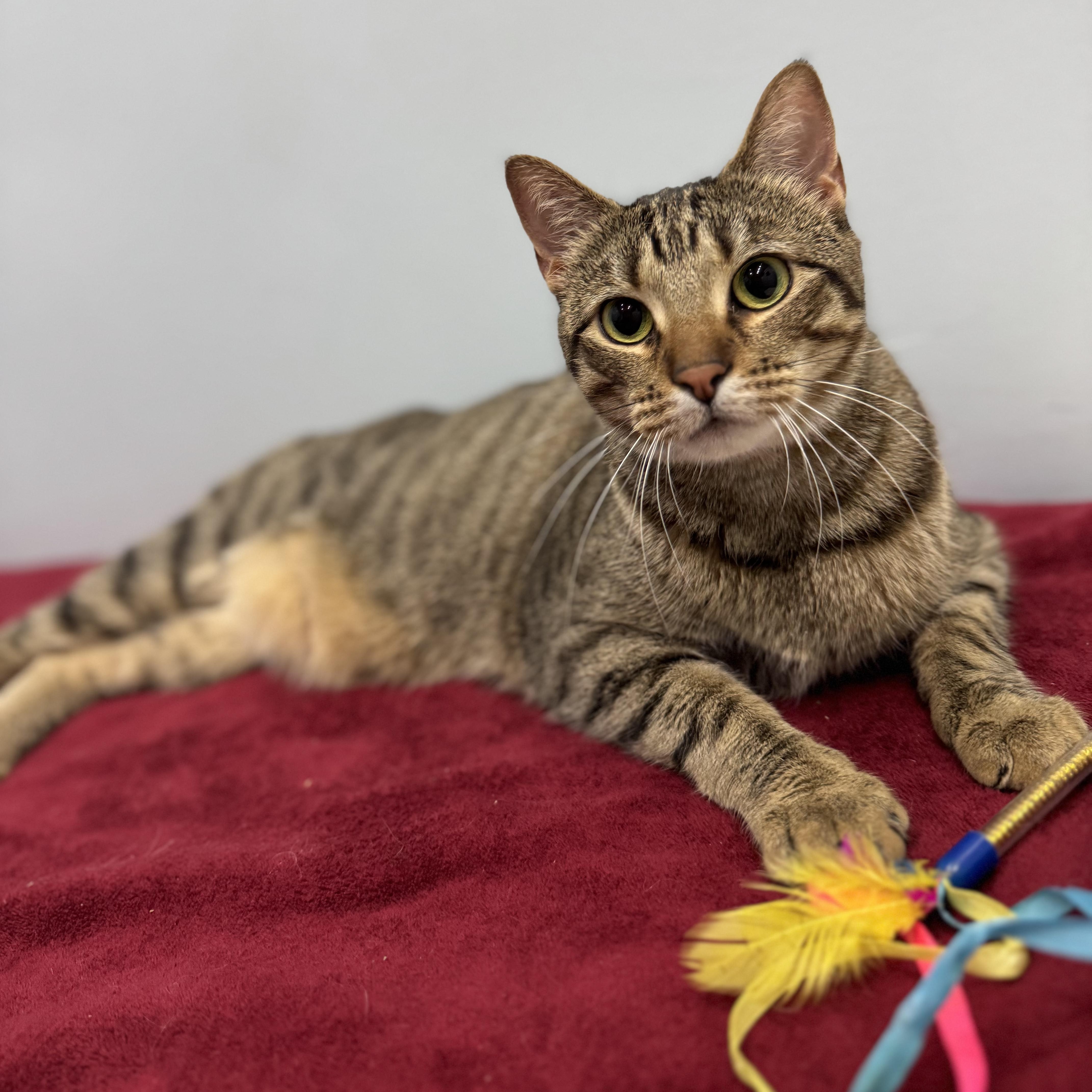 Enlarge Himalaya, a Adoptable Domestic Short Hair in Murphysboro, IL image 6/6