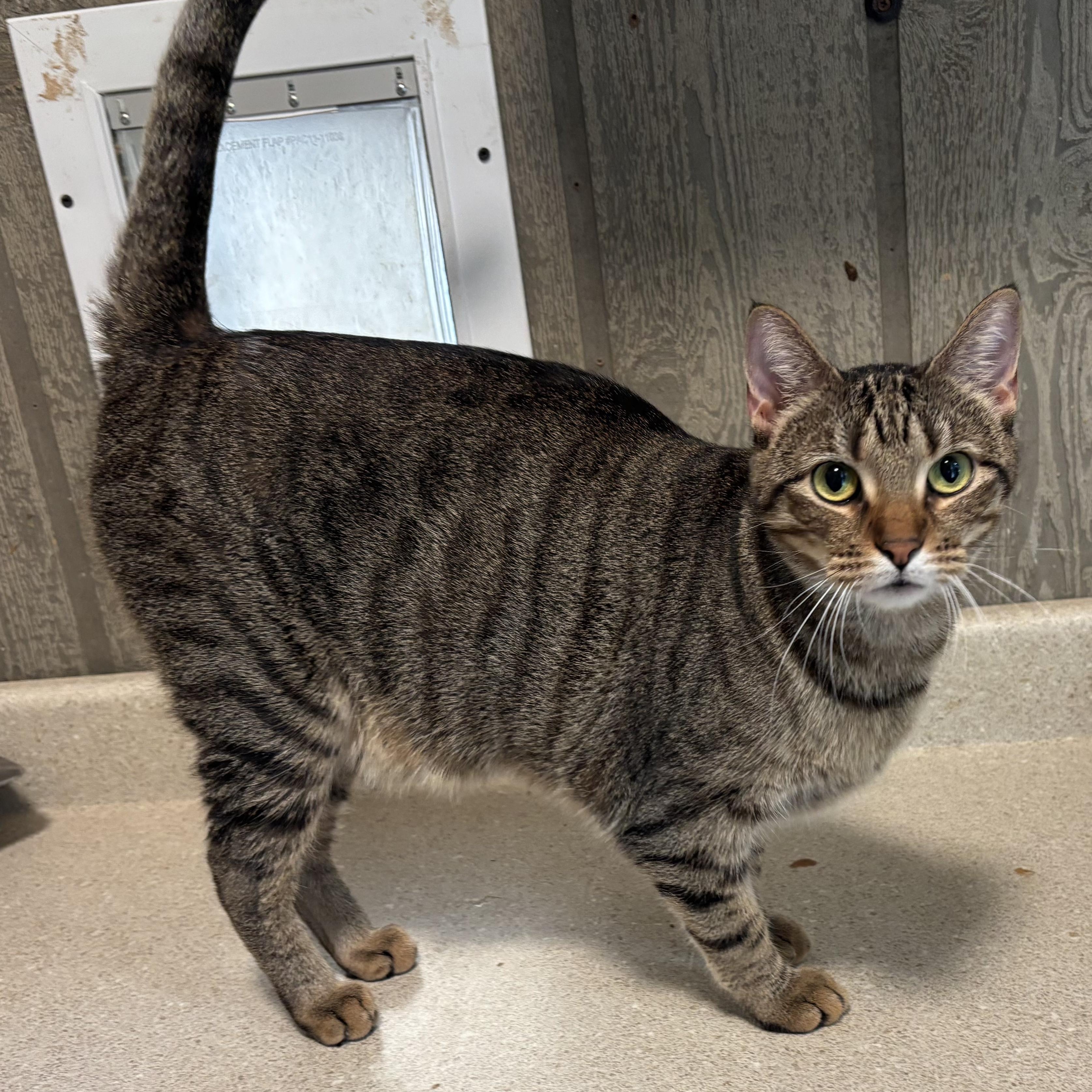 Himalaya, a Adoptable Domestic Short Hair in Murphysboro, IL image 4/4
