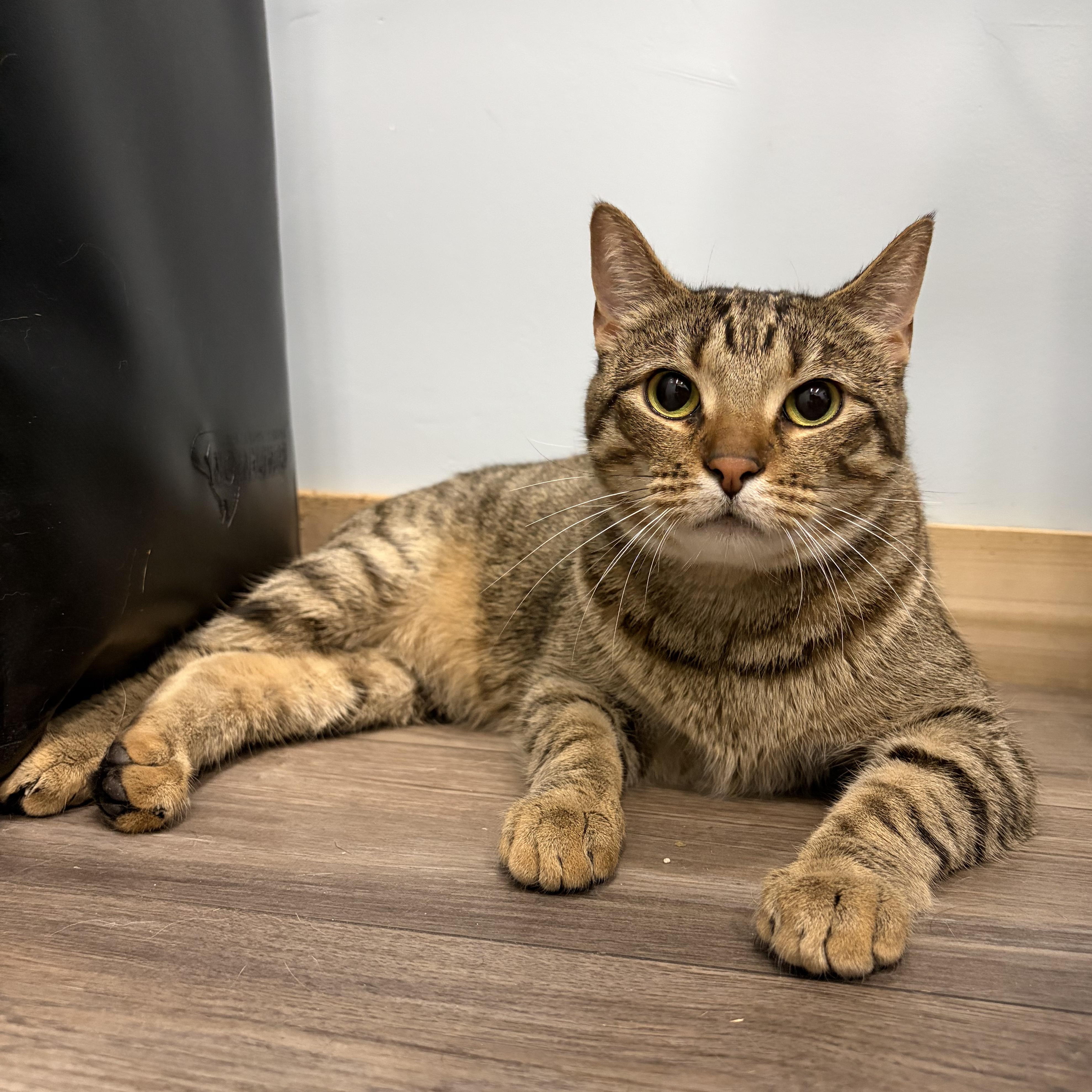 Enlarge Himalaya, a Adoptable Domestic Short Hair in Murphysboro, IL image 4/6