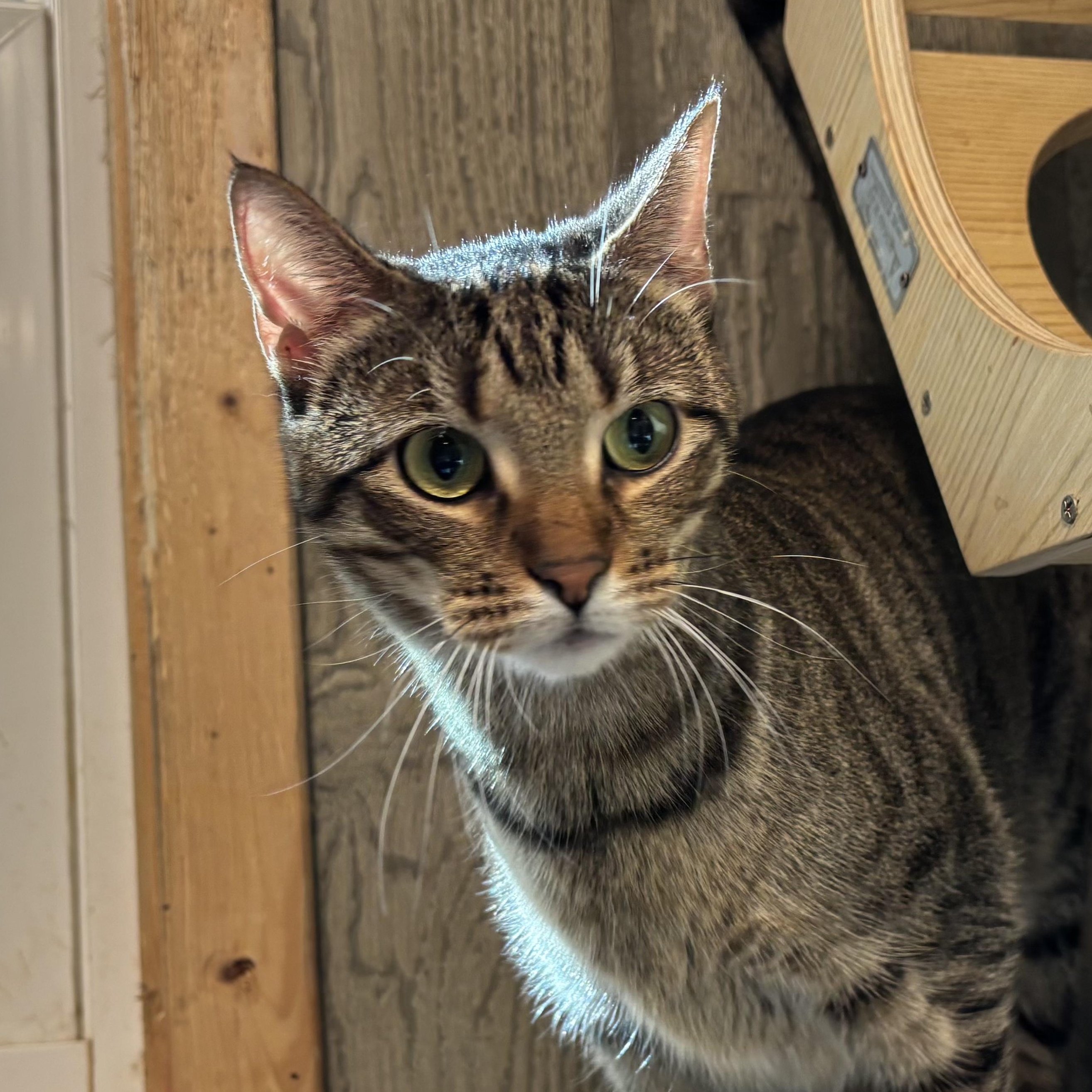 Himalaya, a Adoptable Domestic Short Hair in Murphysboro, IL image 2/4