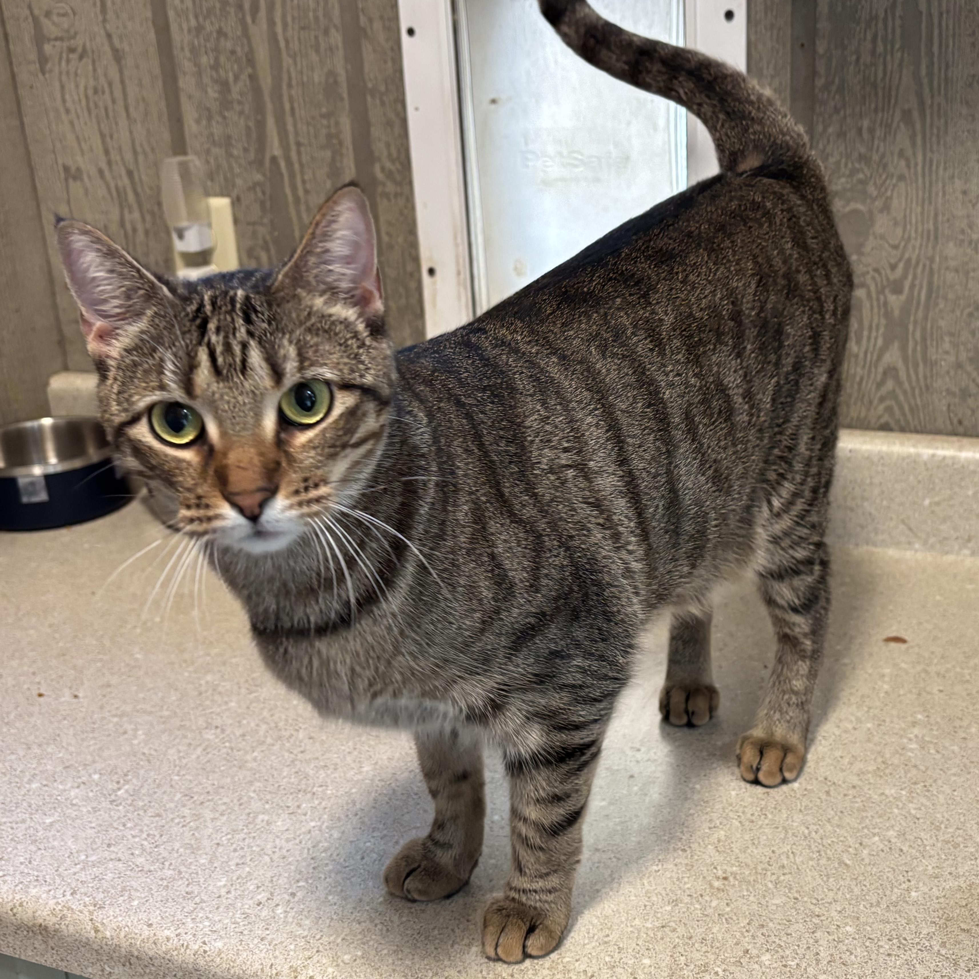 Himalaya, a Adoptable Domestic Short Hair in Murphysboro, IL image 3/4