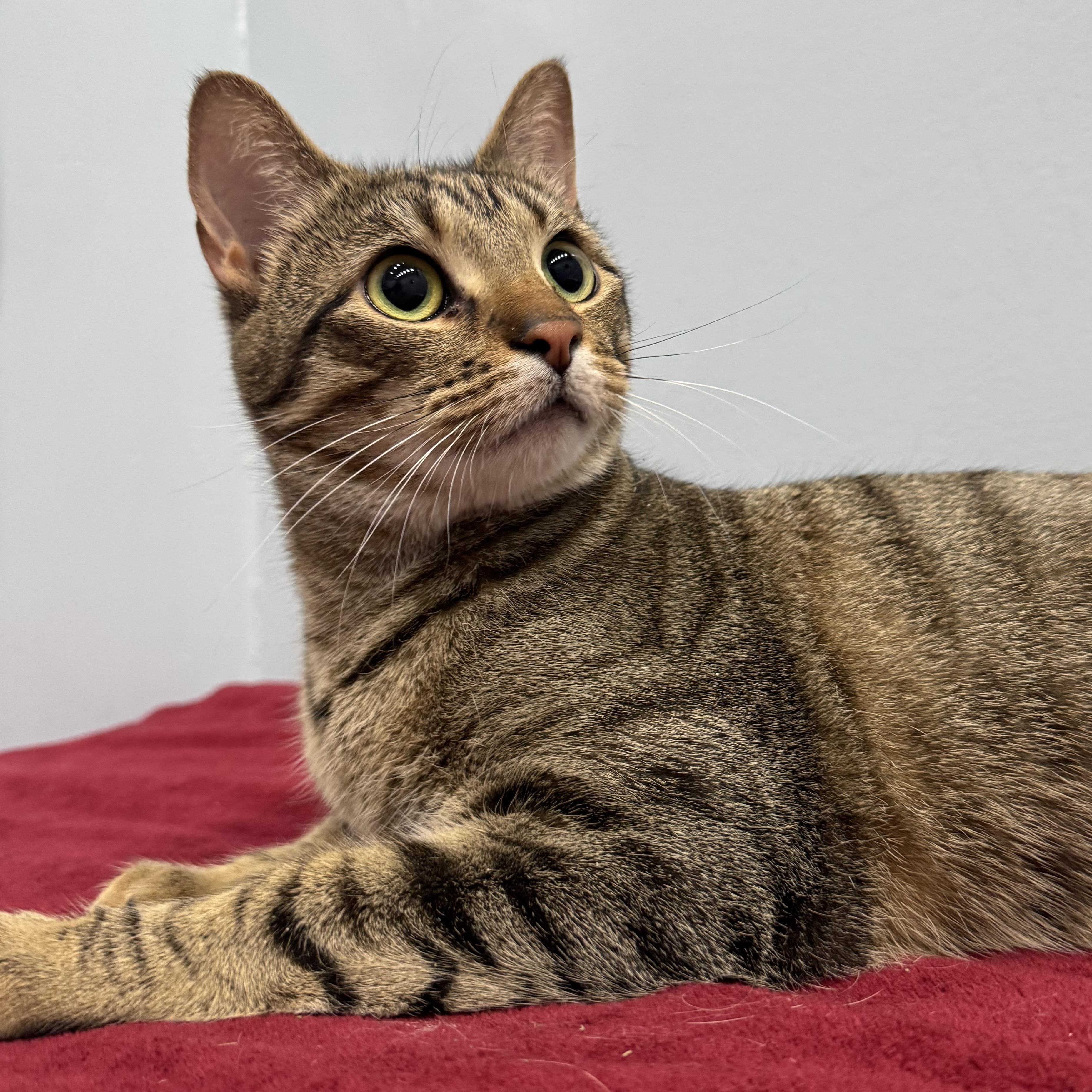 Enlarge Himalaya, a Adoptable Domestic Short Hair in Murphysboro, IL image 1/6