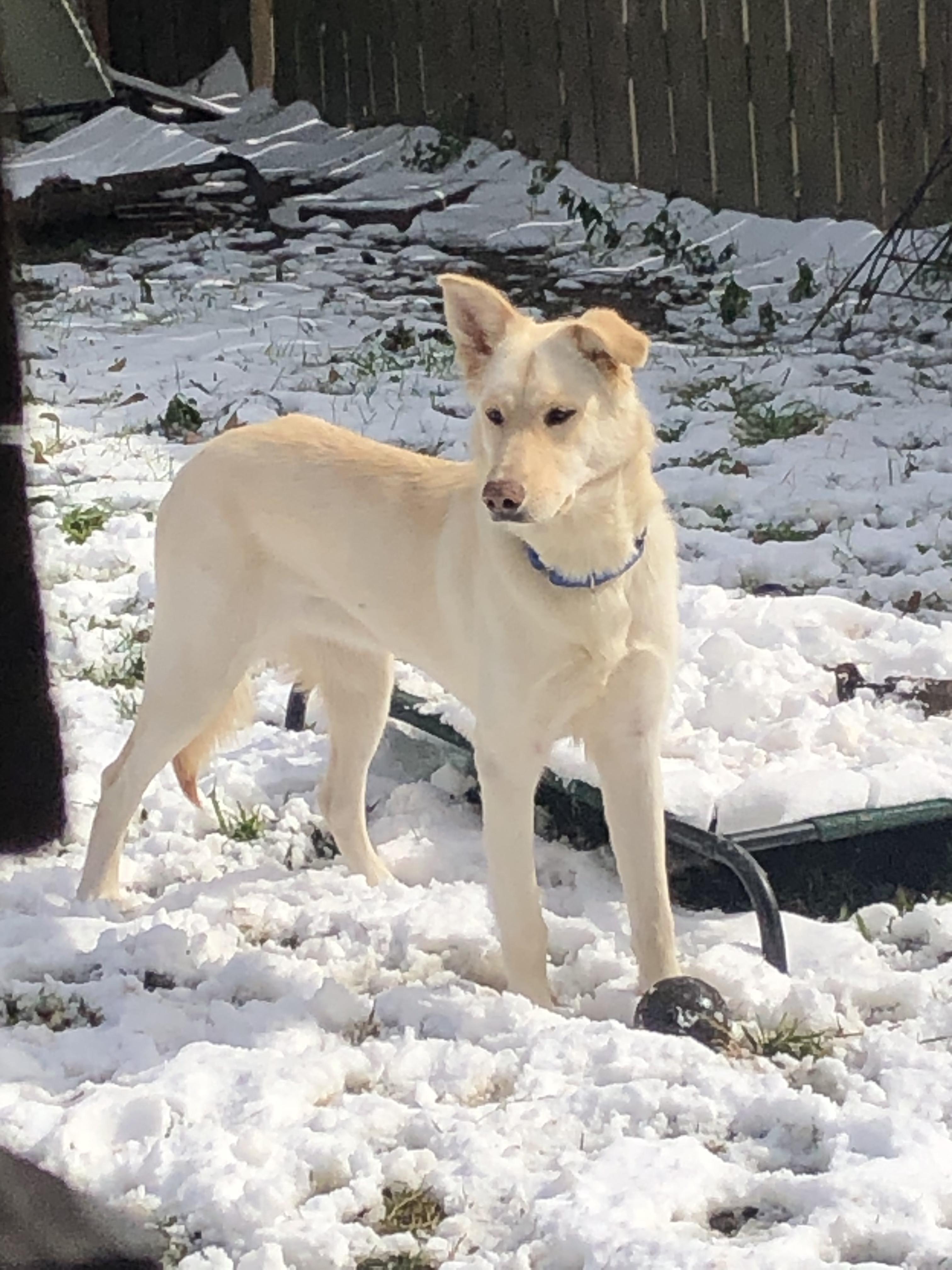 Enlarge Autumn, a Adoptable mixed breed in Cypress, TX image 3/4