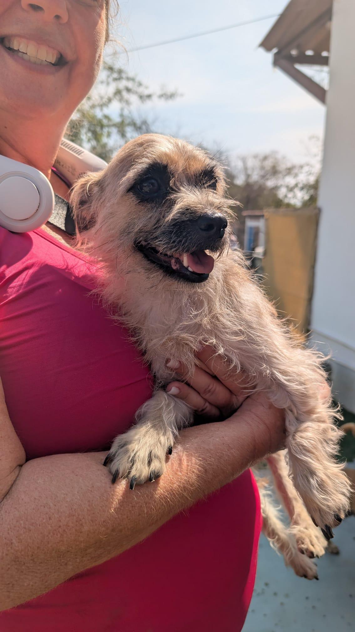 Enlarge Margo, a Adoptable mixed breed in Kelowna, BC image 5/6