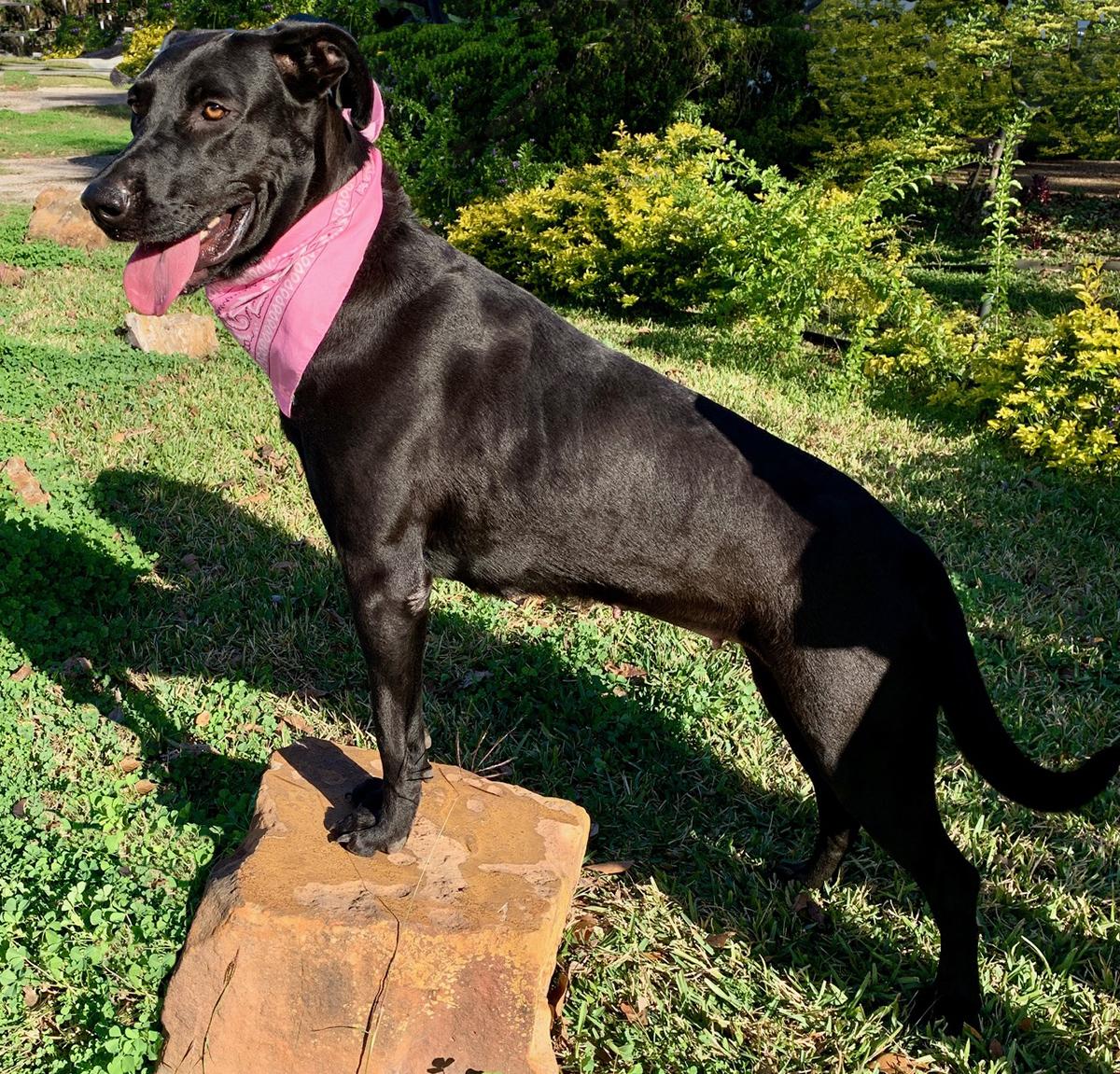 LUCY - GORGEOUS GIRL!, Adoptable, Adult Female Black Labrador Retriever & Great Dane.