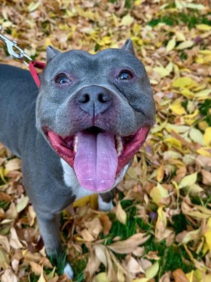 Enlarge Chad, a Adoptable mixed breed in Yakima, WA image 1/3