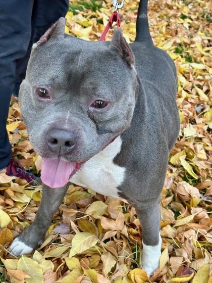 Enlarge Chad, a Adoptable mixed breed in Yakima, WA image 2/3