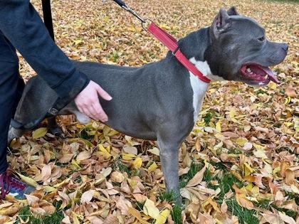 Enlarge Chad, a Adoptable mixed breed in Yakima, WA image 3/3