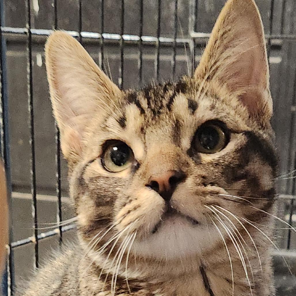Obi K46309, Adoptable, Kitten Male Domestic Short Hair.