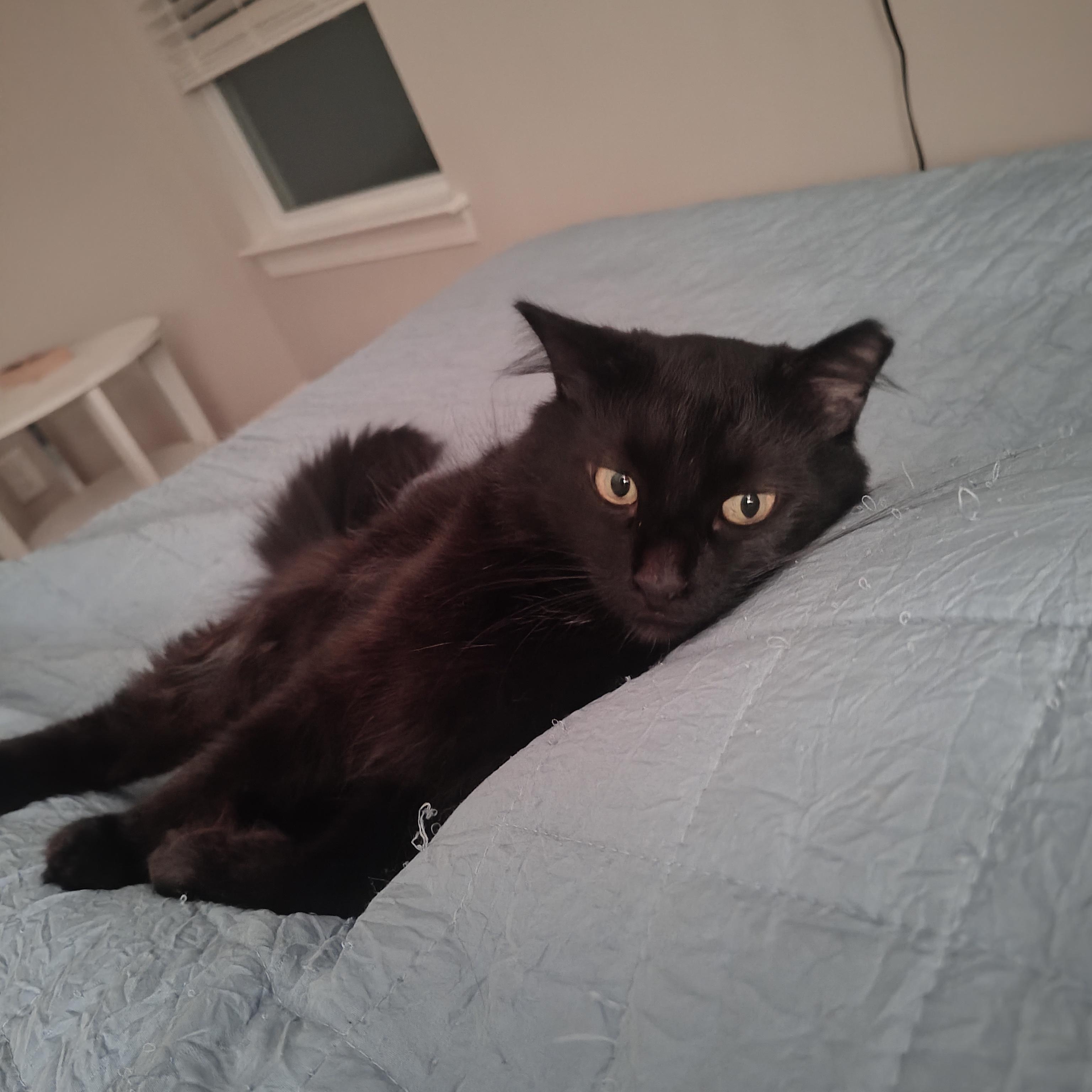 Phineas, adopted, Adult Male Domestic Long Hair.