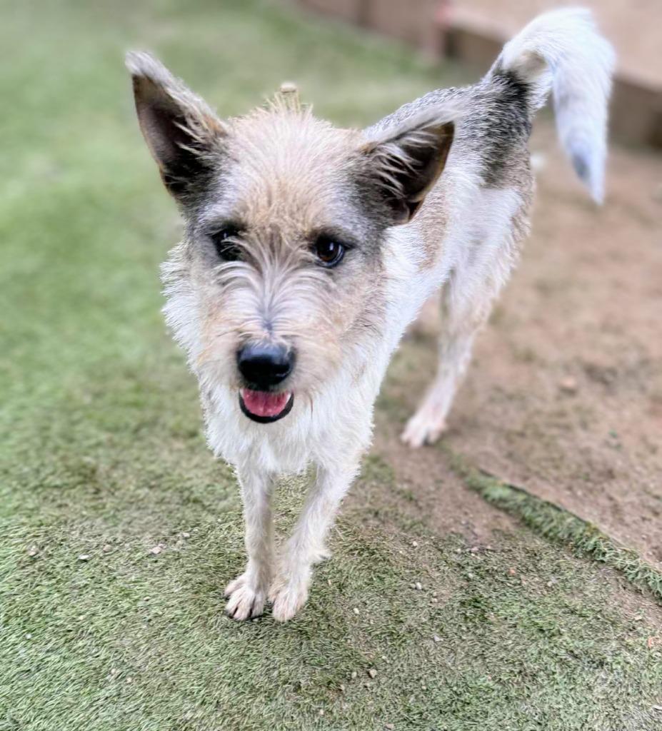 Kreia (Soi Dog), an adoptable Affenpinscher in San Diego, CA, 92117 | Photo Image 1