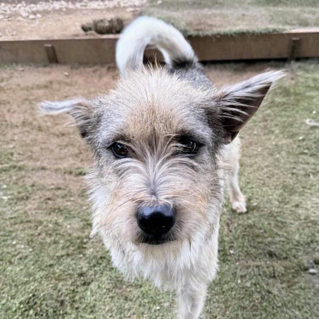Kreia (Soi Dog), an adoptable Affenpinscher in San Diego, CA, 92117 | Photo Image 3