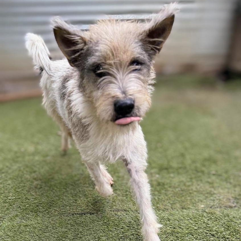 Kreia (Soi Dog), an adoptable Affenpinscher in San Diego, CA, 92117 | Photo Image 2