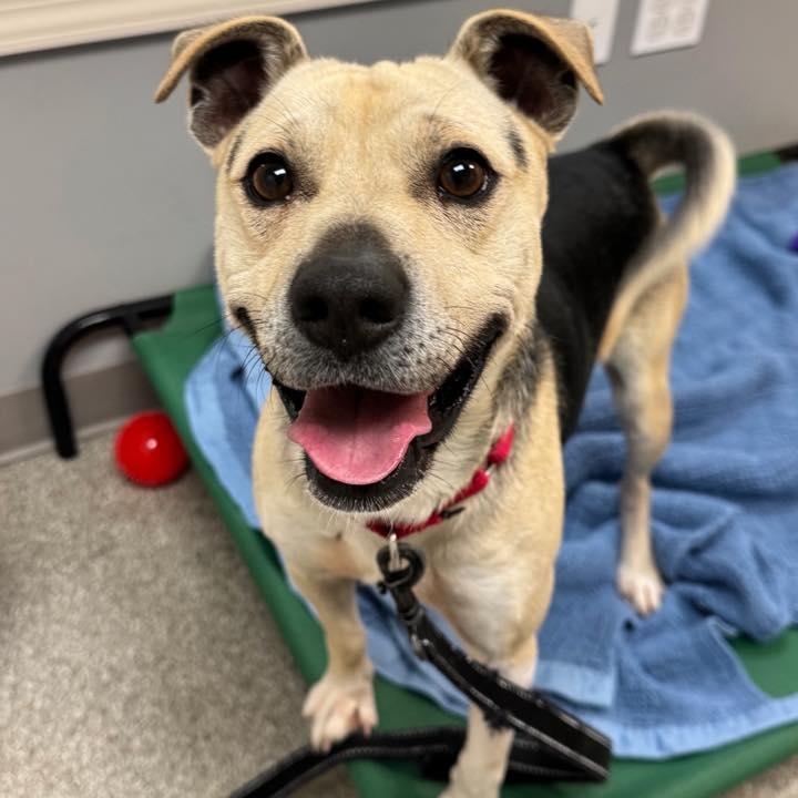 Max, adopted, Adult Male Jack Russell Terrier & Shepherd.