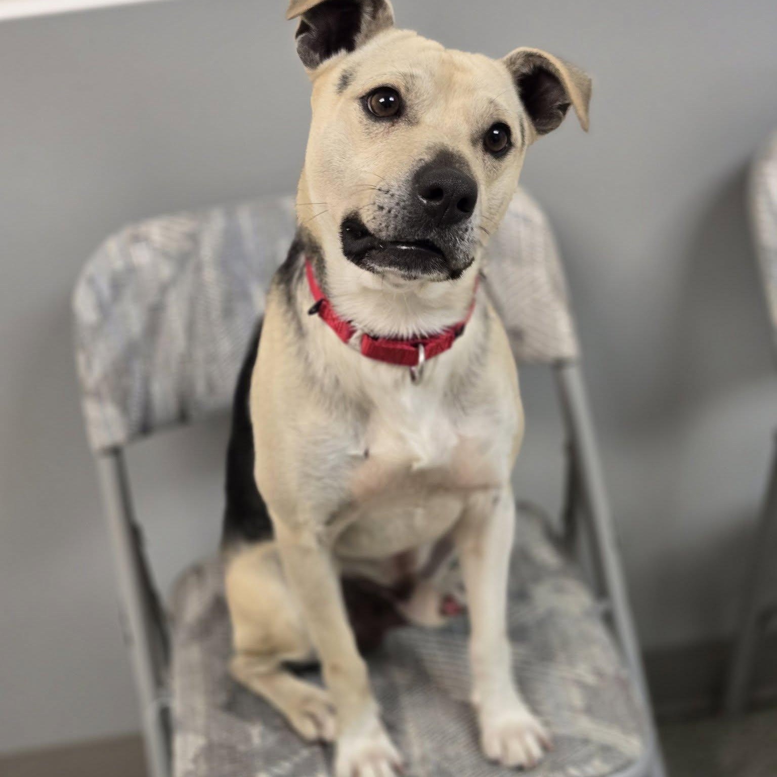 Enlarge Max, an adopted mixed breed in Whitehall, PA image 3/4