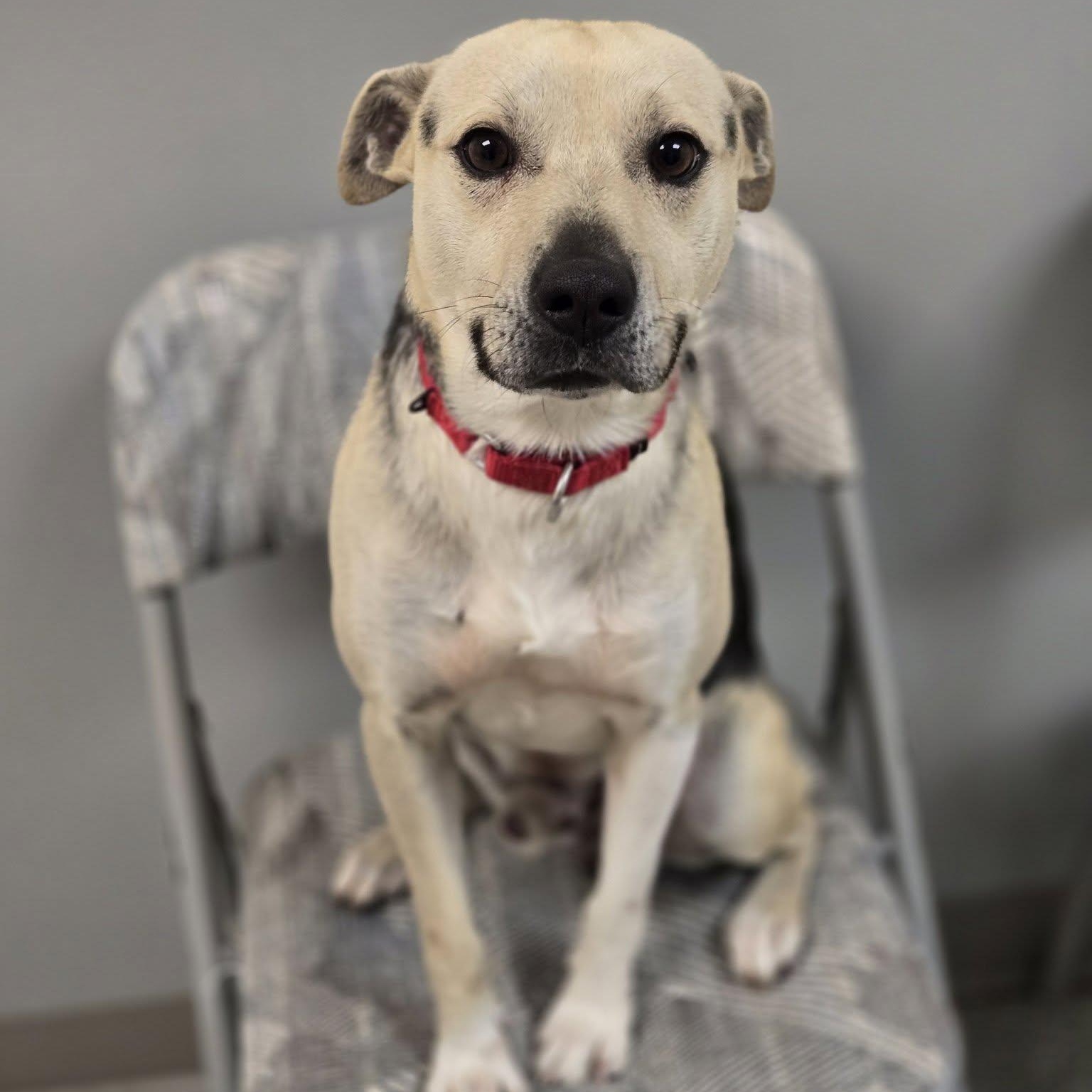 Enlarge Max, an adopted mixed breed in Whitehall, PA image 2/4