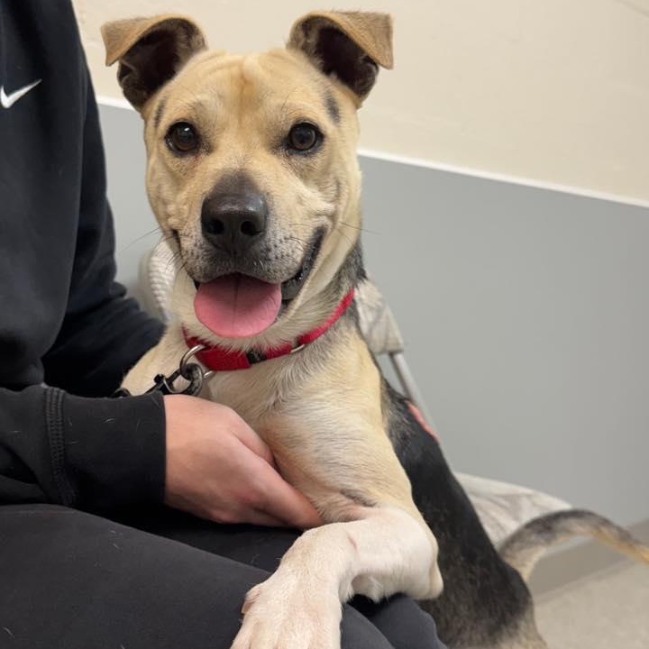 Enlarge Max, an adopted mixed breed in Whitehall, PA image 4/4