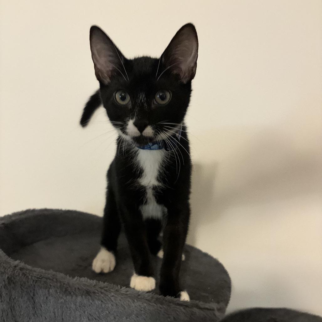 Bok Choy, Adoptable, Kitten Male Domestic Short Hair.