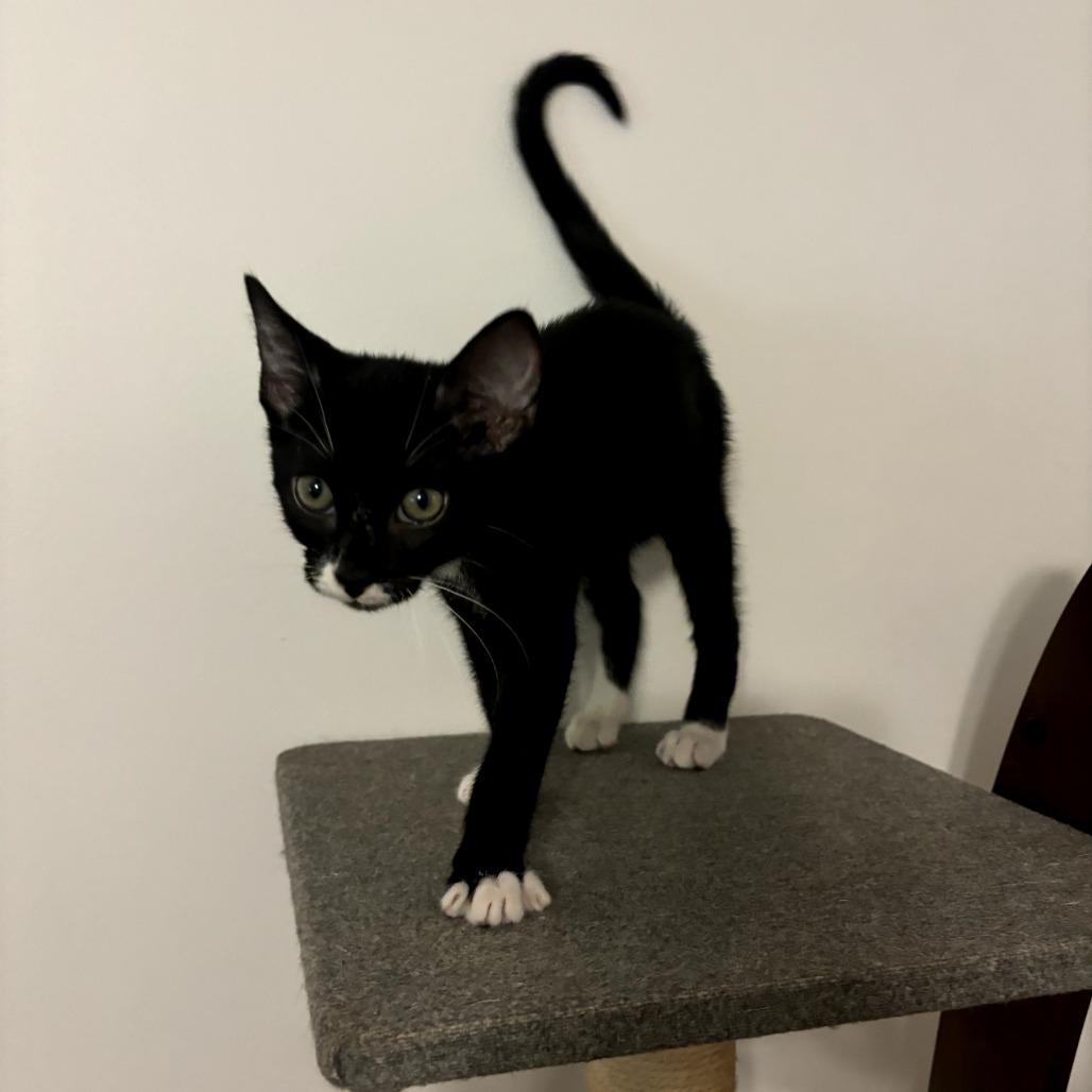 Bok Choy, a Adoptable Domestic Short Hair in Simpsonville, SC image 1/2