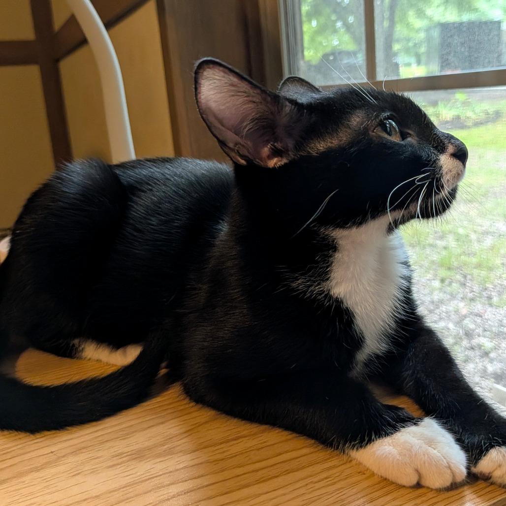 Enlarge Bok Choy, a Adoptable Domestic Short Hair in Simpsonville, SC image 2/6
