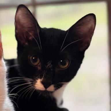 Enlarge Bok Choy, a Adoptable Domestic Short Hair in Simpsonville, SC image 3/6