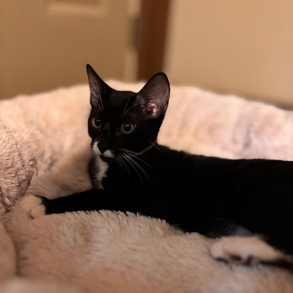Enlarge Bok Choy, a Adoptable Domestic Short Hair in Simpsonville, SC image 4/6