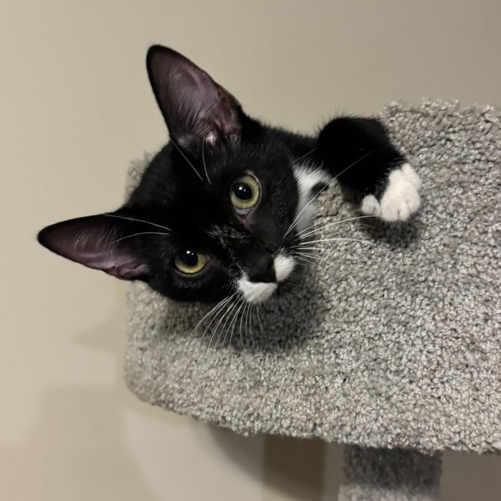 Bok Choy, a Adoptable Domestic Short Hair in Simpsonville, SC image 2/6