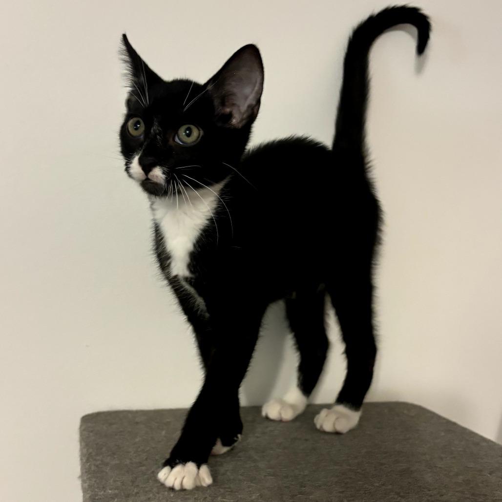 Bok Choy, a Adoptable Domestic Short Hair in Simpsonville, SC image 2/2