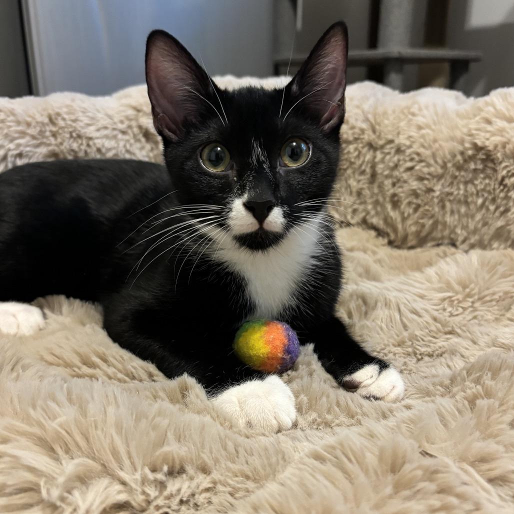 Bok Choy, a Adoptable Domestic Short Hair in Simpsonville, SC image 4/6