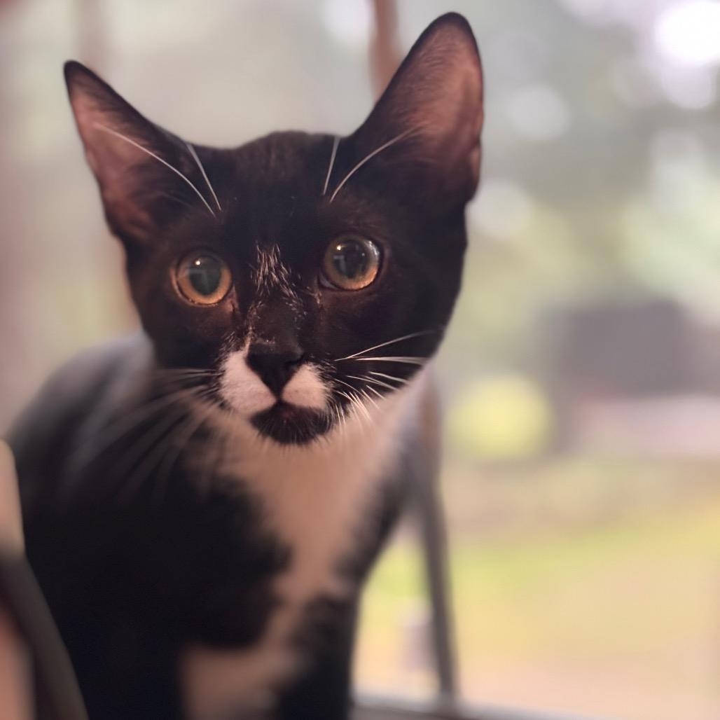 Enlarge Bok Choy, a Adoptable Domestic Short Hair in Simpsonville, SC image 5/6
