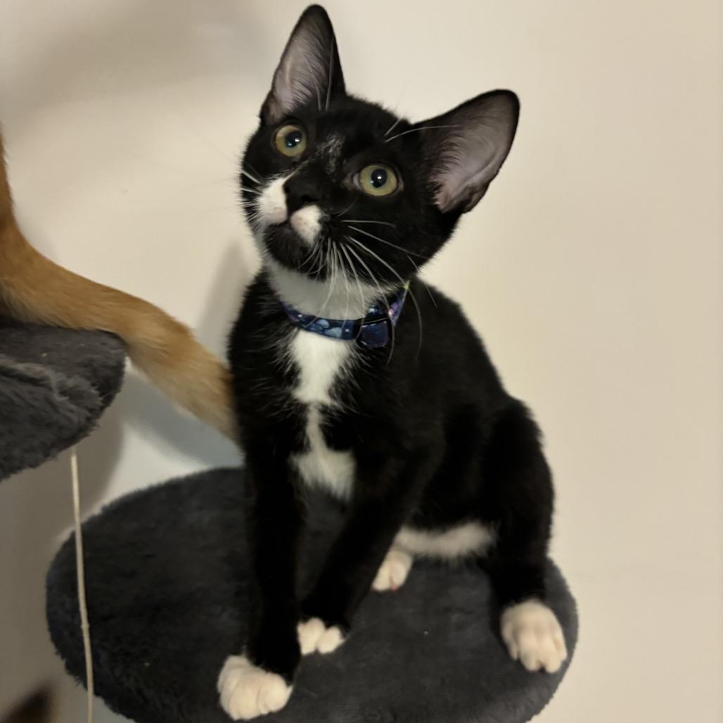 Enlarge Bok Choy, a Adoptable Domestic Short Hair in Simpsonville, SC image 6/6
