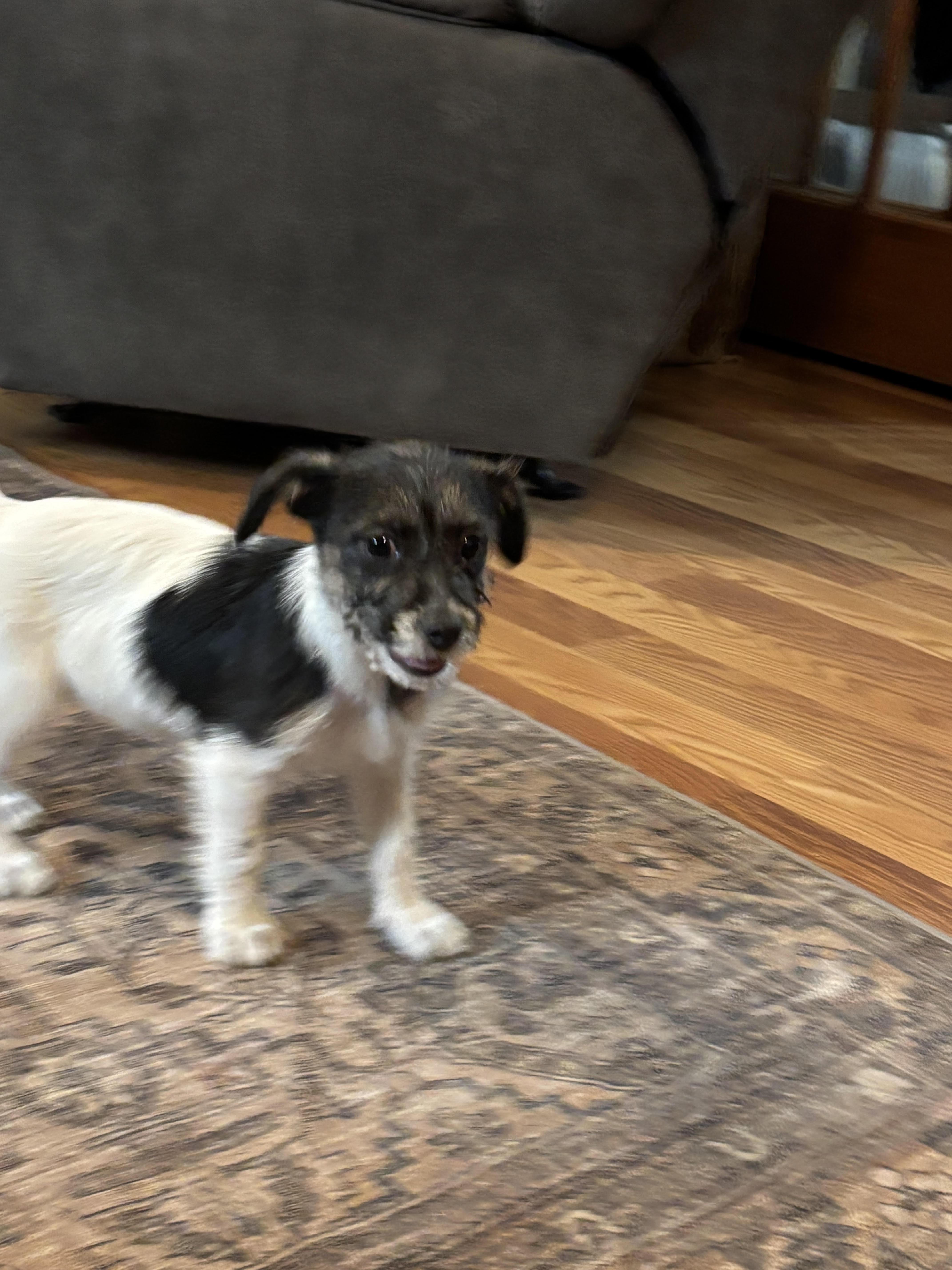 Nova, an adopted mixed breed in Huachuca City, AZ image 1/5