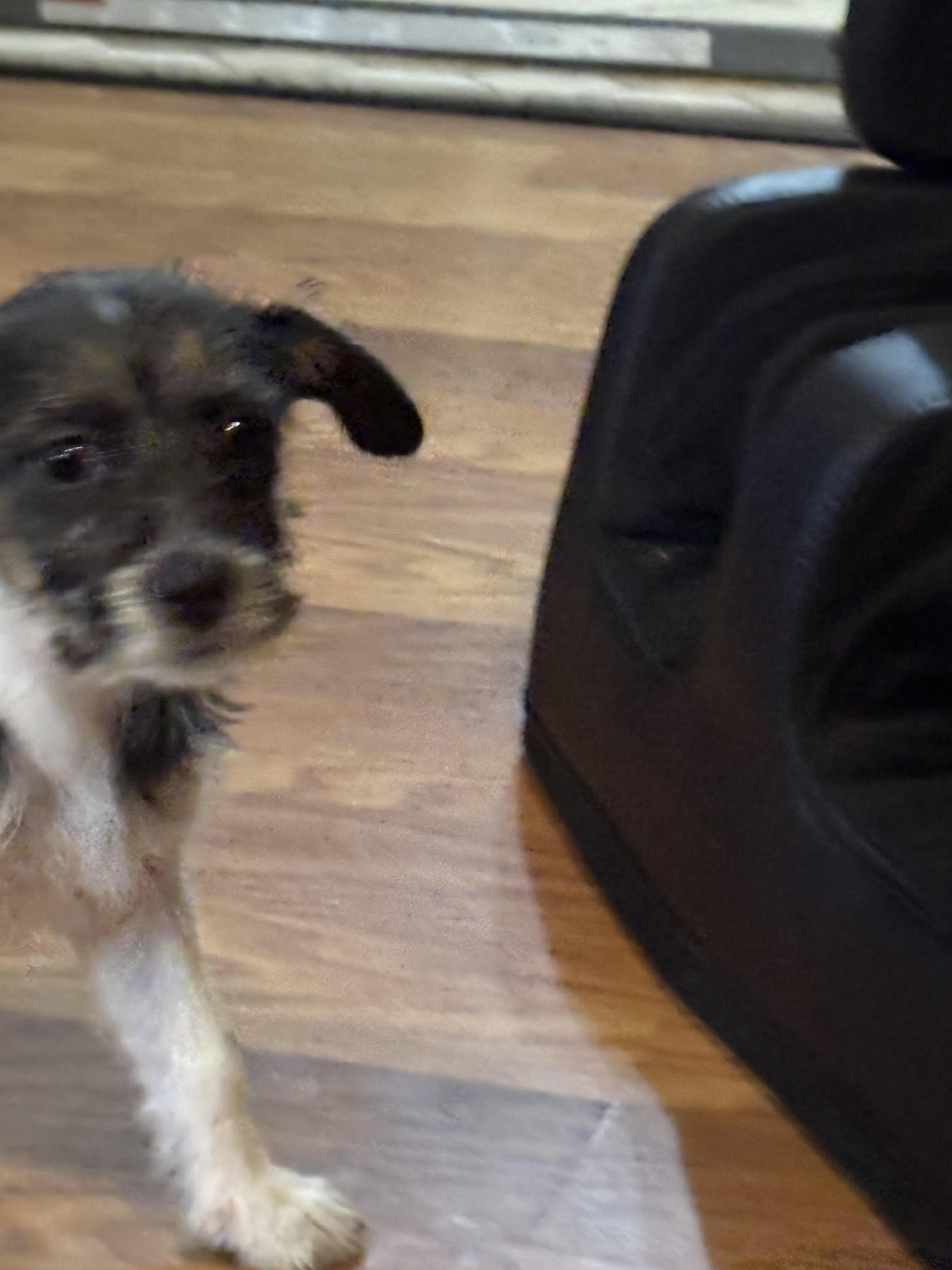 Nova, an adopted mixed breed in Huachuca City, AZ image 2/5