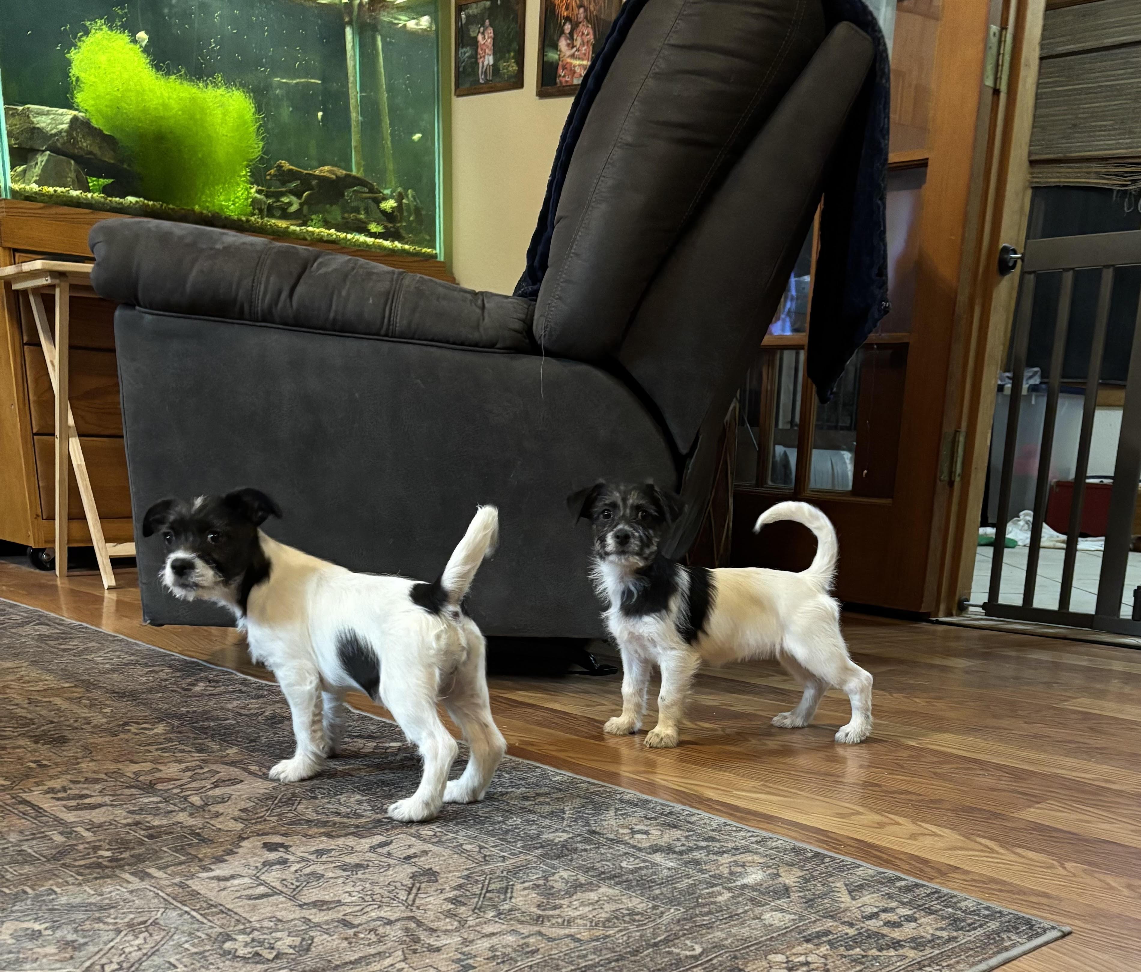 Nova, an adopted mixed breed in Huachuca City, AZ image 5/5